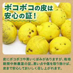 【2025年12月下旬～発送】ナニコノレモン 3kg ku149-001-25