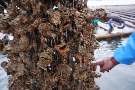 呉市養殖かき事業者支援寄附金　ku000-003-1-r