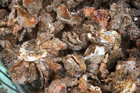 呉市養殖かき事業者支援寄附金　ku000-003-1-r