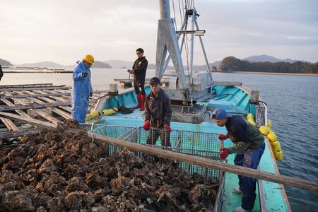 呉市養殖かき事業者支援寄附金　ku000-003-1-r
