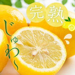 【2025年11月～発送】上神農園 の 広島県産 レモン 約2.5kg ku011-003-25