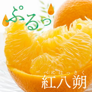 【2026年1月下旬~発送】川田柑橘園 広島県産 「紅八朔」4kg ku055-007-25