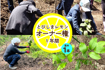 とびしまレモン苗木１本オーナー権１年間 オーナー制度 フルーツ 植樹 地域支援 地域応援 園地来訪 お世話体験 広島県 呉市 ku118-014-r
