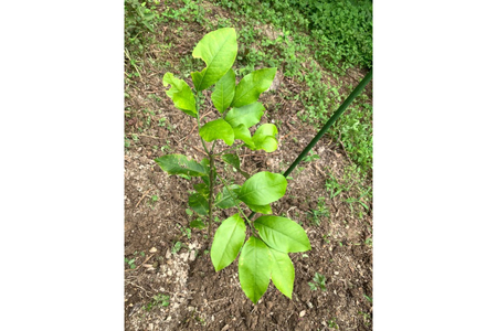 とびしまレモン苗木１本オーナー権１年間 オーナー制度 フルーツ 植樹 地域支援 地域応援 園地来訪 お世話体験 広島県 呉市 ku118-014-r