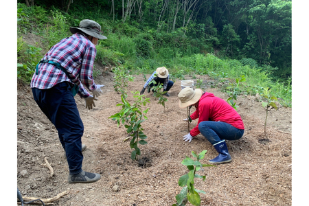 とびしまレモン苗木１本オーナー権１年間 オーナー制度 フルーツ 植樹 地域支援 地域応援 園地来訪 お世話体験 広島県 呉市 ku118-014-r