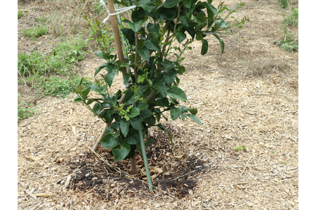 とびしまレモン苗木１本オーナー権１年間 オーナー制度 フルーツ 植樹 地域支援 地域応援 園地来訪 お世話体験 広島県 呉市 ku118-014-r