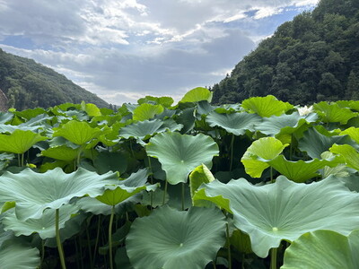 【農家直送！】オーガニックレンコン 1kg ｜ レンコン オーガニック 蓮根 産地直送 シャキシャキ 甘み 野菜 やさい 根菜 食品 広島県 竹原市　※2024年8月上旬頃より順次発送予定