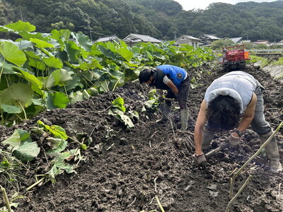 【農家直送！】オーガニックレンコン 1kg ｜ レンコン オーガニック 蓮根 産地直送 シャキシャキ 甘み 野菜 やさい 根菜 食品 広島県 竹原市　※2024年8月上旬頃より順次発送予定