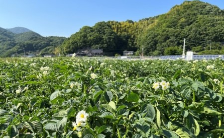 吉名の「まるきっちゃん」じゃがいも 5kg＋400g（傷み補償分）【7月～11月申込】12月発送 ｜ 野菜 じゃがいも ポテト いも 芋 料理 総菜 産地直送 瀬戸内海の温暖な気候で育つ 美味しいじゃがいも　※2024年12月中旬頃順次発送予定