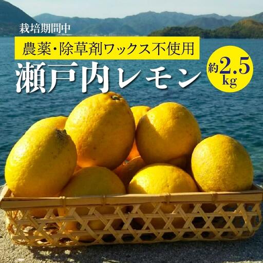 レモン【先行受付】【2025年12月以降発送】【栽培期間中 農薬・除草剤不使用】離島 佐木島！レモン 約2.5kg   広島 三原 佐木島 鷺島みかんじま 017037