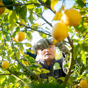 瀬戸内 レモン 約2kg【栽培期間中防腐剤ワックス不使用】【先行受付】【2025年12月以降発送】レモン 国産 佐木島 三原 広島 フルーツ 果物 柑橘 柑橘類 檸檬 017046