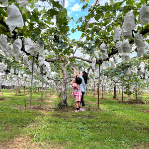 《2026年度先行受付》【フルーツ定期便全5回】 大容量 さくらんぼ 梨 ぶどう りんご いちご 2026年6月～発送 豪華フルーツ 詰め合わせ 採れたて 新鮮 産地直送 果物 広島県 三原市 059014