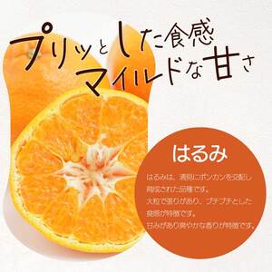 【おくはち農園】〈訳あり〉はるみ 2.5kg 《2026年2～3月発送予定》 栽培期間中 防腐剤 ワックス 不使用 旬 柑橘 かんきつ フルーツ 果物 瀬戸内 166007