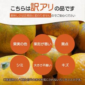 【おくはち農園】〈訳あり〉はるみ 2.5kg 《2026年2～3月発送予定》 栽培期間中 防腐剤 ワックス 不使用 旬 柑橘 かんきつ フルーツ 果物 瀬戸内 166007