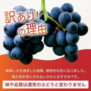 《2026年夏頃発送・先行受付》【ひのきファームランド】 訳あり ぶぶナガノパープル 1kg ぶどう 果物 フルーツ 233002
