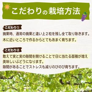 《2026年夏頃発送・先行受付》【ひのきファームランド】 訳あり ぶぶナガノパープル 1kg ぶどう 果物 フルーツ 233002