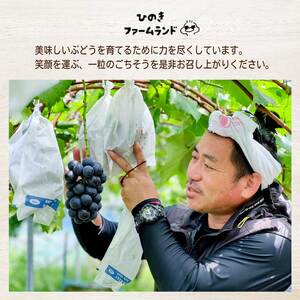 《2026年夏頃発送・先行受付》【ひのきファームランド】 訳あり ぶぶナガノパープル 1kg ぶどう 果物 フルーツ 233002