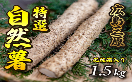 【先行予約】≪標高375ｍで採れた≫自然薯化粧箱入り1.5kg【配達不可：離島】 広島 三原 とろろ 冷蔵