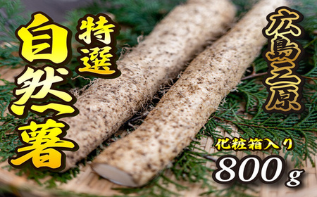 【先行予約】≪標高375ｍで採れた≫自然薯化粧箱入り800g【配達不可：離島】 広島 三原 とろろ 冷蔵