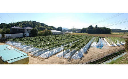 標高375ｍで採れた！自然薯（化粧箱入り）800g 野菜 自然薯 とろろ 広島 三原 029005