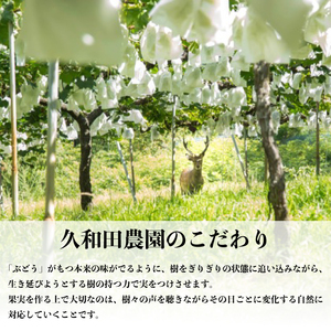 【先行受付】久和田農園の朝採り シャインマスカット 2房 マスカット ぶどう ブドウ 果物 フルーツ 広島県 三原市 034003