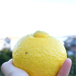 みかん【先行受付】【2026年3月中旬以降発送】濃厚な甘みに驚愕！ 瀬戸内のはるか＜約5kg＞広島 三原 佐木島 鷺島みかんじま 017029