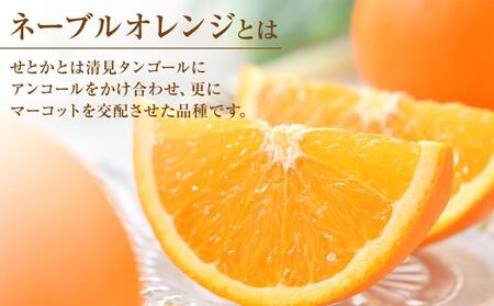 ネーブルオレンジ 約5kg（L・2L・3L）【2026年2月から発送開始】