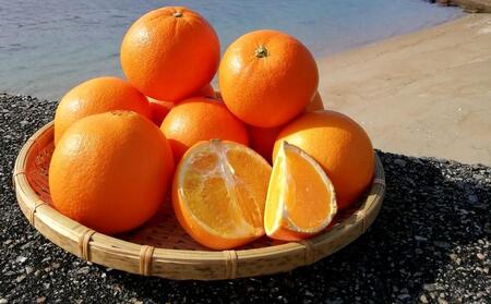 ネーブルオレンジ 約5kg（L・2L・3L）【2026年2月から発送開始】