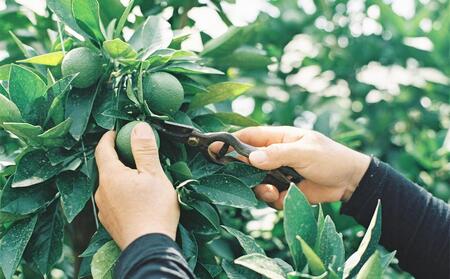 瀬戸内の柑橘100%ストレートジュース旬の大瓶(720ml)2本セット