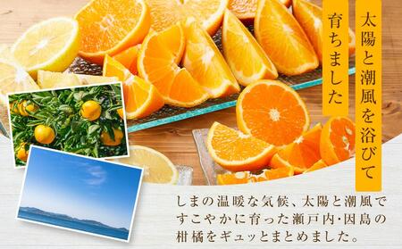 季節の柑橘セット約5kg ＜2026年1月下旬から発送＞