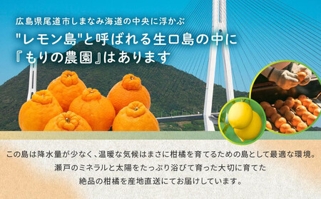 柑橘の大トロ!完熟ハウスせとか 5kg 2026年2月中旬~発送予定