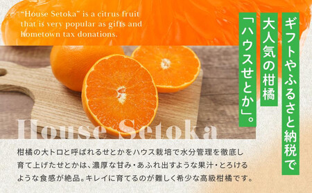 柑橘の大トロ!完熟ハウスせとか 6kg 2026年2月中旬~発送予定