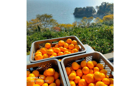 尾道柑橘 バラエティーセット 5kg