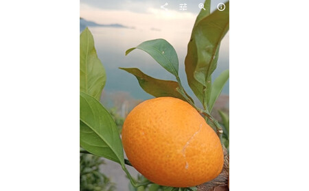 尾道柑橘 バラエティーセット 5kg