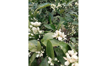 尾道柑橘 バラエティーセット 5kg