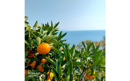 尾道柑橘バラエティーセット 10kg