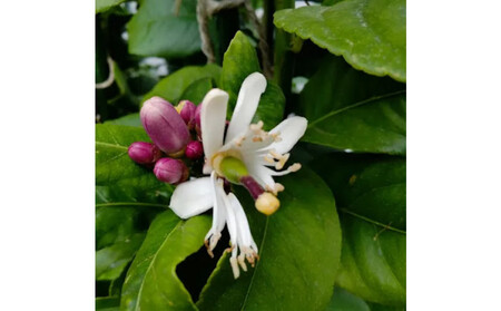 尾道柑橘バラエティーセット 15kg