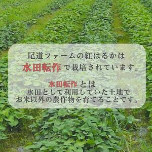 生芋(紅はるか) 5kg(サイズS~L混合)