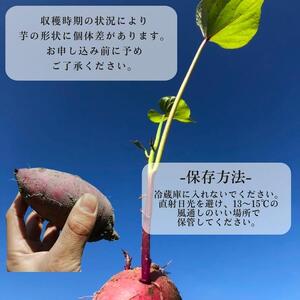 生芋(紅はるか) 5kg(サイズS~L混合)