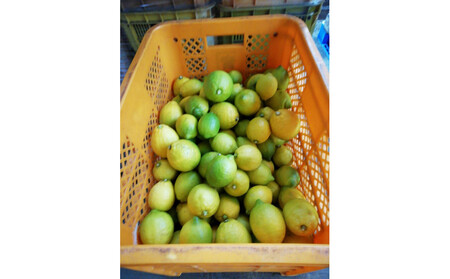【訳あり】レモン 家庭用 5kg