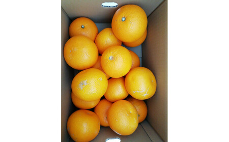 【訳あり】紅八朔 家庭用 5kg Mサイズ