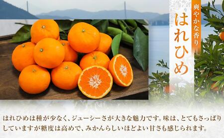爽やかな香り！！ はれひめ ３ｋｇ　＜2025年12月下旬より発送開始＞