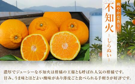 柑橘の王様 大玉・濃厚な不知火(しらぬい)3kg <2026年3月中旬より発送開始>【みかん 柑橘 広島県 尾道市】