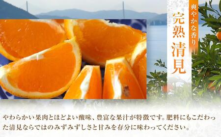 めっちゃジューシー 完熟清見3kg <2026年3月下旬より発送開始>