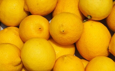 【30箱限定】皮まで美味しい無農薬レモン　家庭用1.6kg