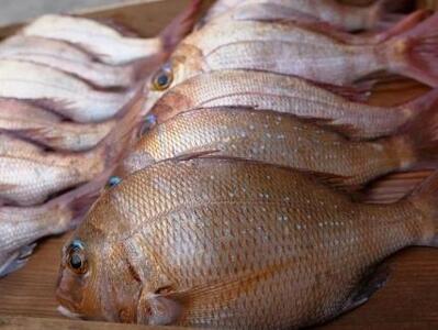 贈答用 鯛の浜焼き 一尾入