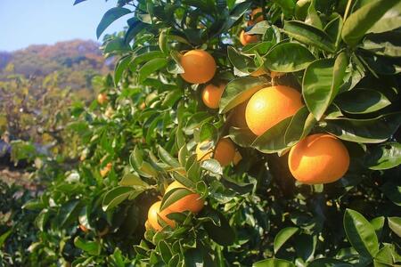 しまなみはっさく  家庭用八朔 5kg（尾道市因島・生口島産）【2026年2月上旬から発送】