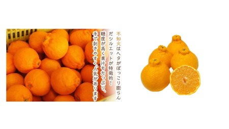 お試し！お得な柑橘詰め合わせ（約3kg）2024年3月上旬?発送予定　フルーツ　お取り寄せ　産地直送　もりの農園