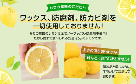 【レモン島から贈る】安心の国産レモン3kg 2026年1月15日より順次発送