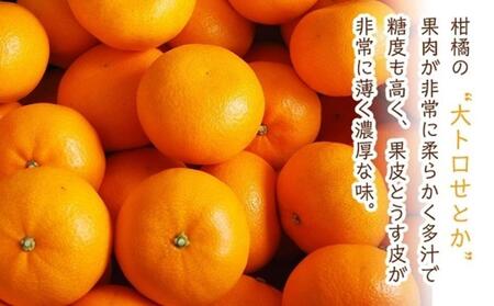 尾道発 厳選！柑橘定期便（全2回）